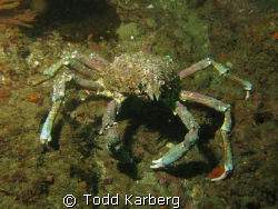 Sheep crab taken at La Jolla kelp beds by Todd Karberg 